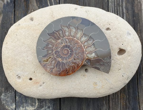 ammonite numero 1 176g