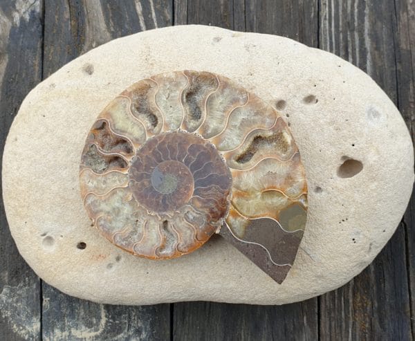 ammonite numero 2 210g