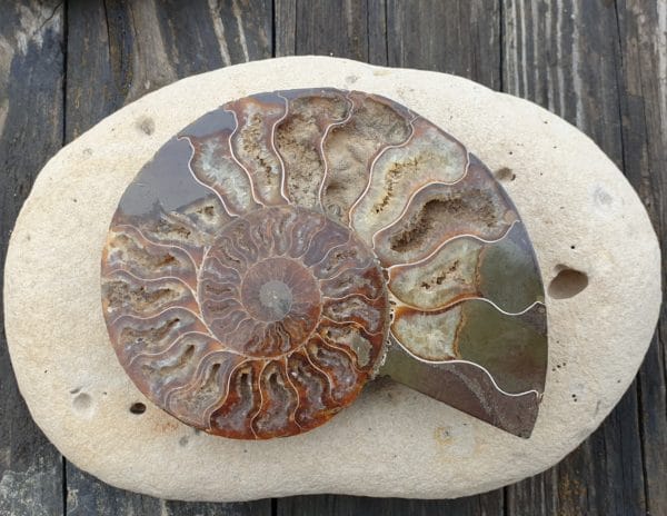 ammonite numero 4 310g