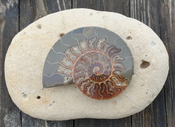 ammonite numero3 216g