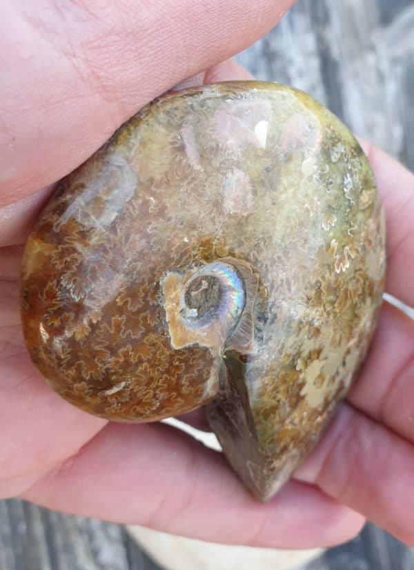 ammonite entiere