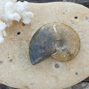 ammonite entiere